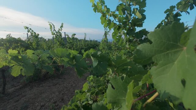 Slow Motion POV Walking Through Vineyard Rows with Sun Flare