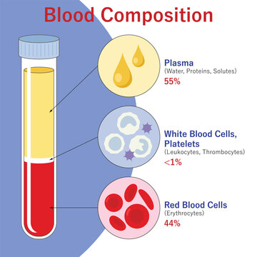 Human blood composition. Plasma, Red blood cells, Platelets and White blood cells. Medical diagram.	
