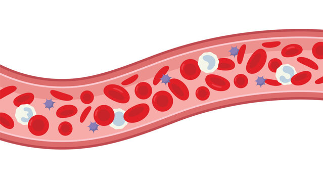 Blood cells flow in blood vessel. Vector medical illustration.