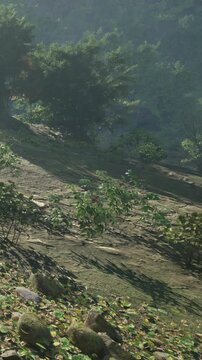 A clear view of green plants and rocks on the ground. Sunlight shines through trees nearby, creating shadows. The area looks undisturbed and full of natural growth.