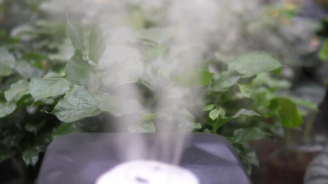 Close-up of a modern air humidifier producing cool mist among indoor plants. Concept of plant care, clean air, indoor gardening, humidity control, sustainable living, and home wellness
