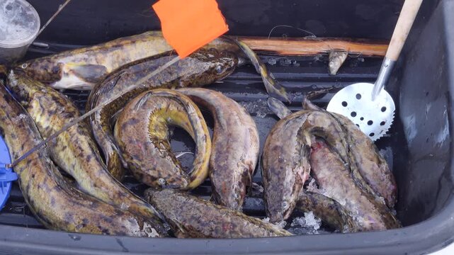 Catch burbot on winter fishing trip (ice fishing). Fish is caught using kind of fishing tackle zherlitsa and bait in form of small fish. Zherlitsy and catch in fishing sled. Northwest Russia