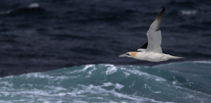 Gannet in Flight over Large Wave, Orkney, Scotland