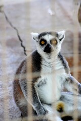 Fototapeta premium ring tailed lemur