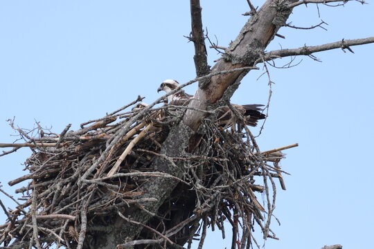 stork nest on a tree