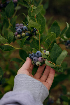 Hand pick ripe blueberry from bush in field