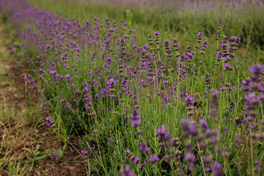 Lavender field with purple flowers in summer countryside