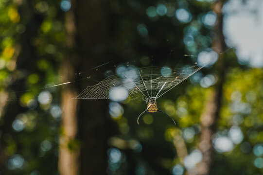 Spider web in Luang Prabang forest, Laos travel scene