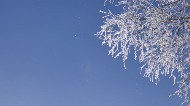 Unusual meteorological phenomenon - pseudo-snow in spring. Trees were covered with rime in severe frost, but daytime sun melted ice and frost began to crumble. Like snowfall against blue sky