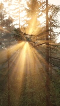 Sunlight streams through the branches of trees in a forest as morning light fills the space. The scene captures the beauty and warmth of nature at dawn.