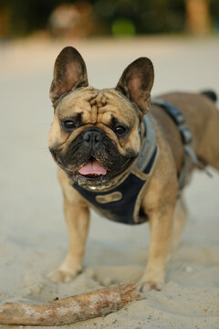 French bulldog standing on sandy beach at sunset looking at camera. Purebred pet care lifestyle portrait concept.