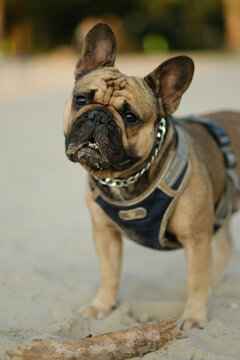 French bulldog standing on sandy beach at sunset looking at camera. Purebred pet care lifestyle portrait concept.