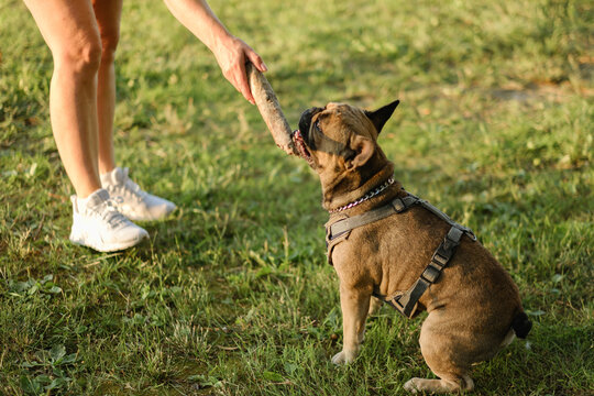 French bulldog biting wooden stick held by owner in green park at sunset. Active pet playing training concept.
