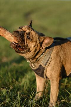 French bulldog biting wooden stick held by owner in green park at sunset. Active pet playing training concept.