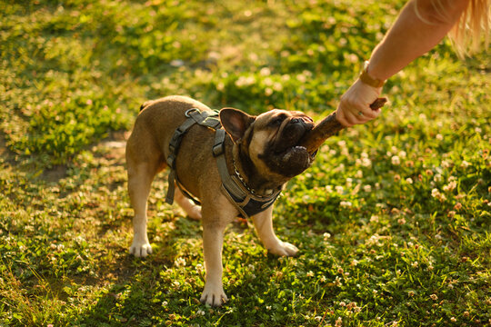 French bulldog biting wooden stick held by owner in green park at sunset. Active pet playing training concept.