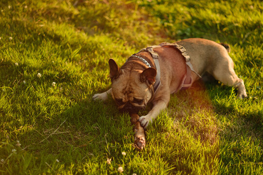 French bulldog biting wooden stick held by owner in green park at sunset. Active pet playing training concept.