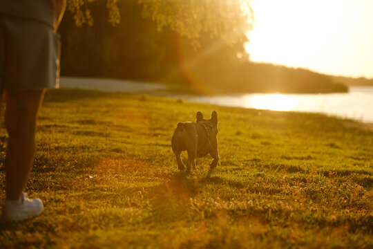 French bulldog running on grass at sunset with owner nearby. Cute pet enjoying nature during golden hour walk.
