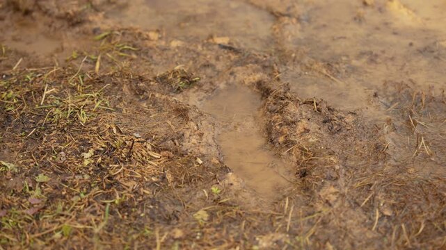 Close up view of raindrops falling and making ripples in a muddy puddle on a dirt path during a downpour, creating a natural and atmospheric scene of wet weather conditions