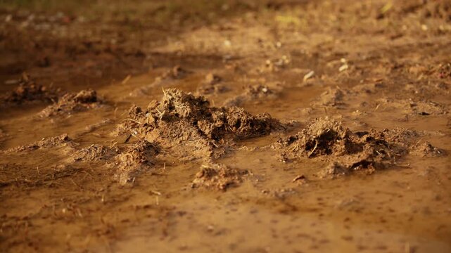 Numerous mosquito larvae wriggling and moving frantically in the stagnant, murky water of a muddy puddle, highlighting the insect life cycle and potential for disease transmission