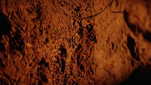 Macro view of a colony of fire ants working together to dig tunnels and build a complex nest in the soil, showcasing their teamwork and industrious nature in their natural environment
