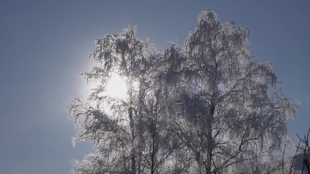 The real image of the Russian winter. Birch trees covered with snow and white frost. A heady frosty sunny day. A picture against the sun