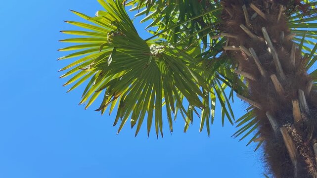 Green fan palm trees against a clear blue sky viewed from low angle