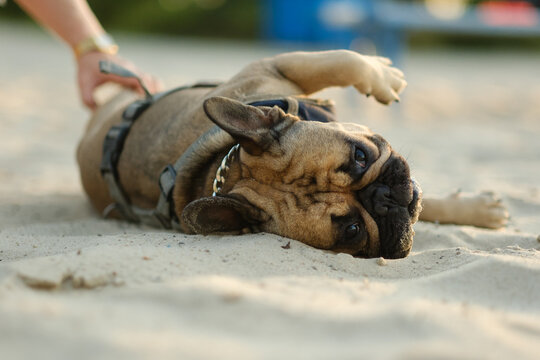 Funny French bulldog lying on back in sand on beach enjoying owner scratch. Playful pet care lifestyle concept.