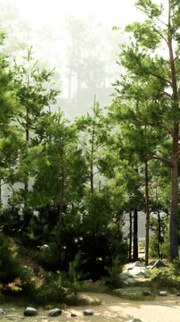Sunlight filters through tall trees in a dense forest. Green foliage fills the scene while a dirt path leads into the depths of the woods. Soft shadows play on the ground.