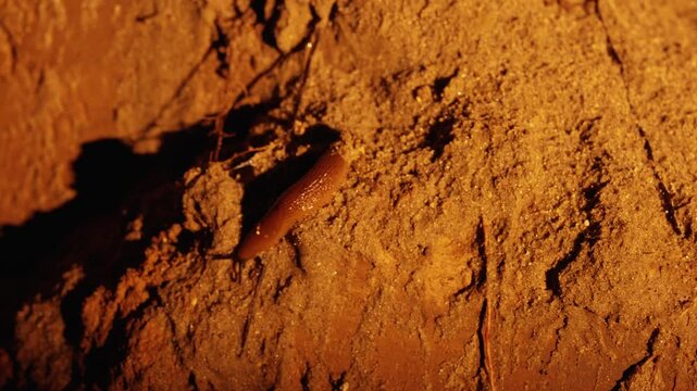 Single brown slug slowly moving over rough, sandy soil in the darkness, illuminated by an orange light. The invertebrate gastropod mollusk is exploring its natural habitat at night