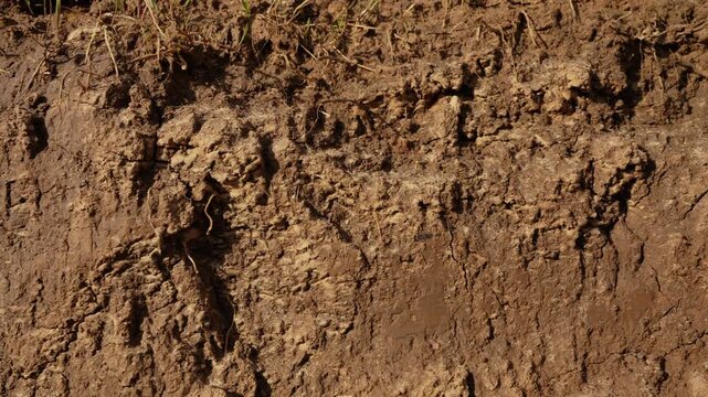 Detailed close up view of rich, brown, muddy soil, with its natural texture and imperfections, creating a dynamic, earthy background as the camera moves over the damp ground surface
