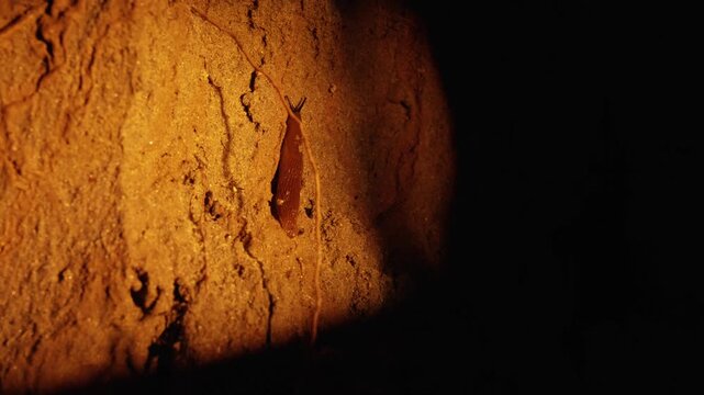 Nocturnal slug slowly moving upwards on a rough, earthy surface illuminated by a beam of light. This gastropod navigates the textured terrain in the dark, showcasing its deliberate motion