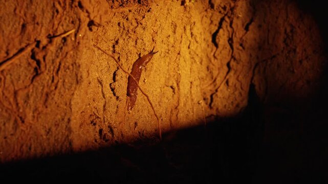 Slug crawling on the moist soil illuminated by a flashlight beam at night. Its slimy body and long eyestalks visible as it moves slowly through the darkness
