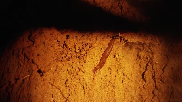 Macro view of an earthworm wiggling on the ground in its natural underground habitat. A mysterious and dense smoke slowly envelops the small annelid creating a strange and creepy atmosphere