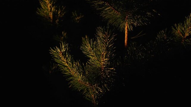 Green pine branch with sharp needles swaying gently in the wind against a dark background. Warm, golden sunlight illuminates the foliage, creating a serene and peaceful natural scene