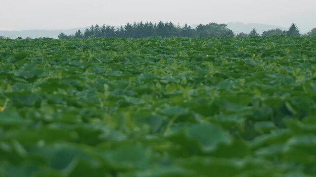 Pumpkin field