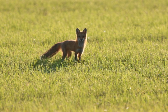 red fox cub