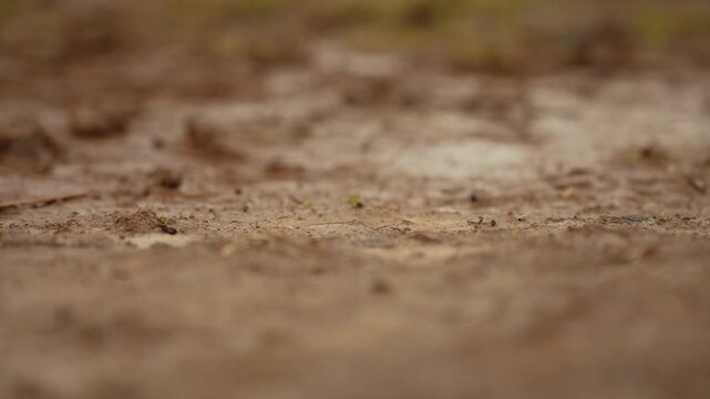 Extreme close up of raindrops falling on dry, dusty soil during a summer storm, creating small puddles and splashing mud with a shallow depth of field, symbolizing nature and weather