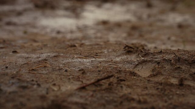 Detailed close up view of damp, muddy earth with a noticeable footprint pressed into the textured soil, capturing a raw and natural outdoor ground surface with small twigs and organic debris