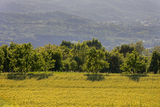 Green trees and bushes in nature in rural countryside landscape