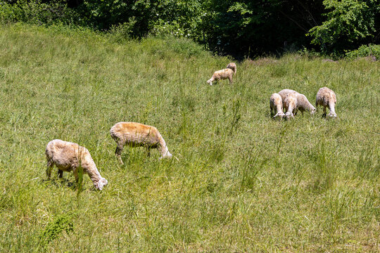 A flock of sheep outside on grass lawn in countryside