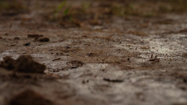 Slow motion footage showing raindrops creating ripples as they hit a puddle of muddy water during a downpour, with focus on the splashes and wet ground texture after the storm