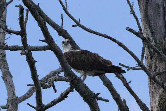 vulture in the tree