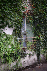 蔦に覆われた建物 © tkpho