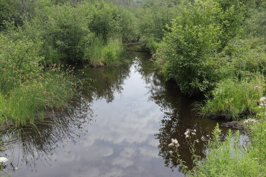 pond in the park