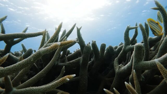 Video of yellow butterflyfish around vibrant coral reef in crystal clear water at Heron Island, Queensland, Australia.