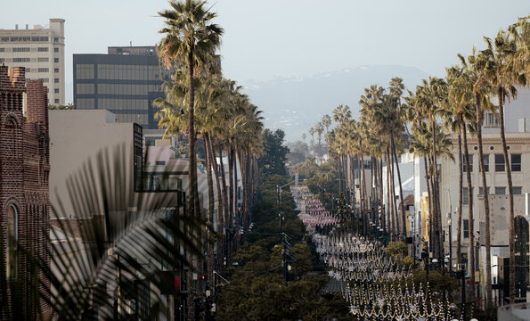 A vibrant scene showing palm trees lined along an urban street, illustrating the perfect fusion of nature and city life on a bright and sunny day.