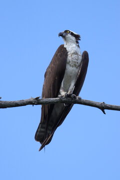 red tailed hawk perched