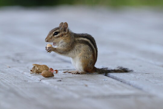 squirrel eating nut