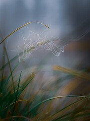 Macro photography of a delicate spider web covered in sparkling morning dew drops hanging from tall grass blades © Baby khan