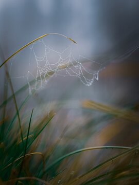 Macro photography of a delicate spider web covered in sparkling morning dew drops hanging from tall grass blades